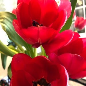 Meet your Posher, Juliana